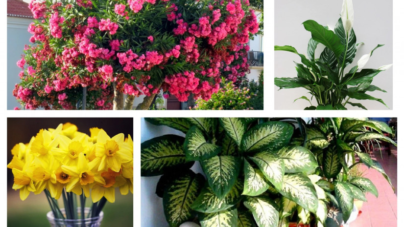 ყვავილებიყვავილები