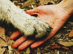 ცხოველები ცხოველები