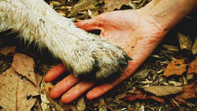 ცხოველები ცხოველები