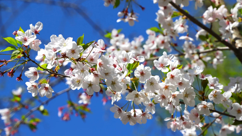 ზუგდიდის ბოტანიკურ ბაღში