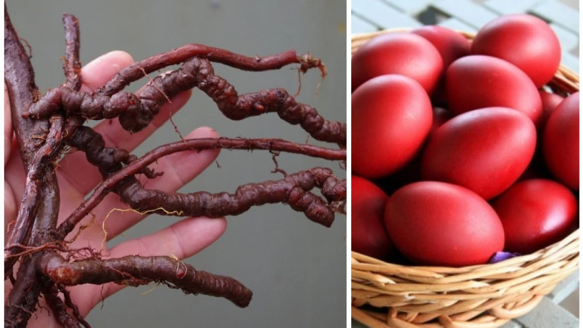  კვერცხი       