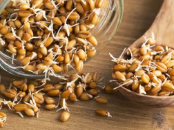 გაღვივებული ხორბალი