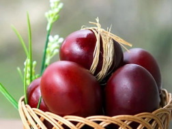 სააღდგმო კვერცი