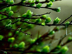 ფენშუი ფენშუი