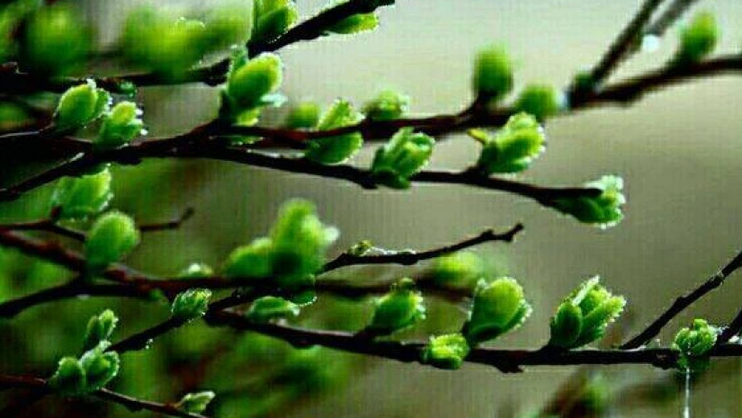 ფენშუი ფენშუი