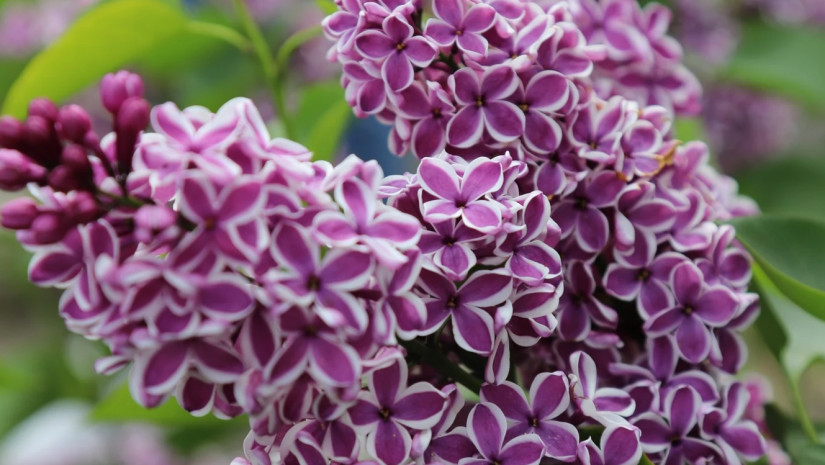 ბოტანიკური ბაღი