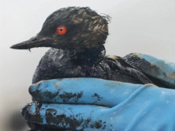  ფრინველი დაზარალდა