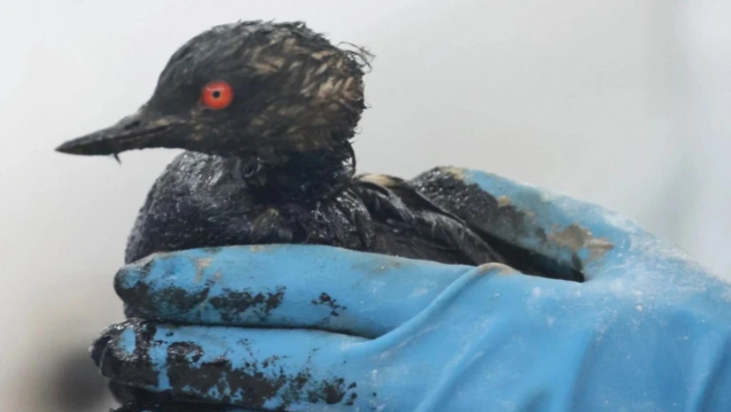  ფრინველი დაზარალდა