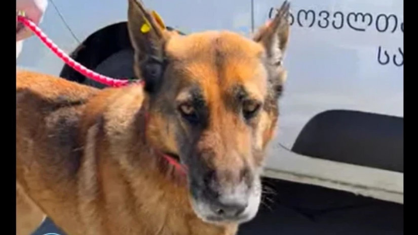 ცხოველთა მონიტორინგის სააგენტო