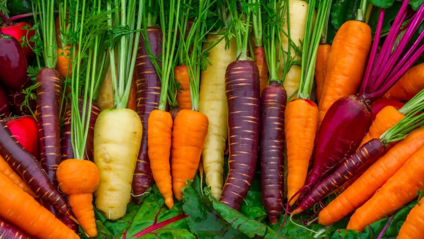 სტაფილო სტაფილო