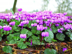 გაზაფხული, ყვავილები