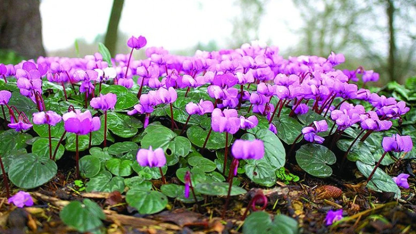 გაზაფხული, ყვავილები