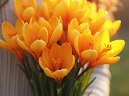 გაზაფხული გაზაფხული