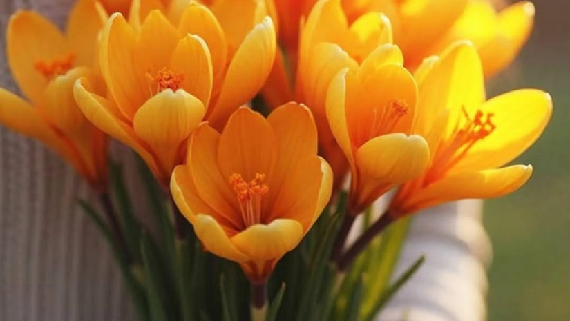 გაზაფხული გაზაფხული