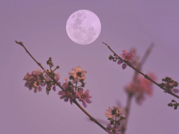 ყვავილოვანი მთვარე