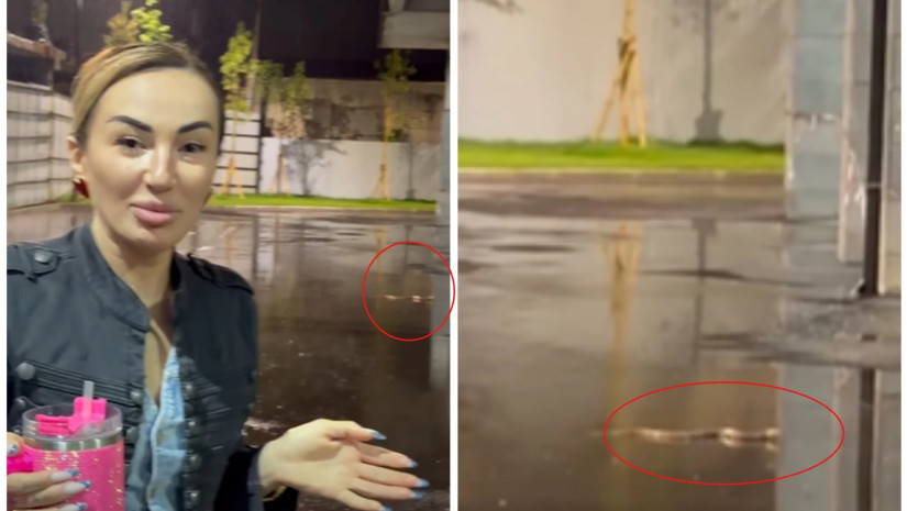  ემილი გოგუა	