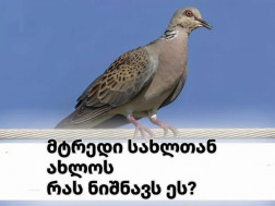 მტრედი სახლთან