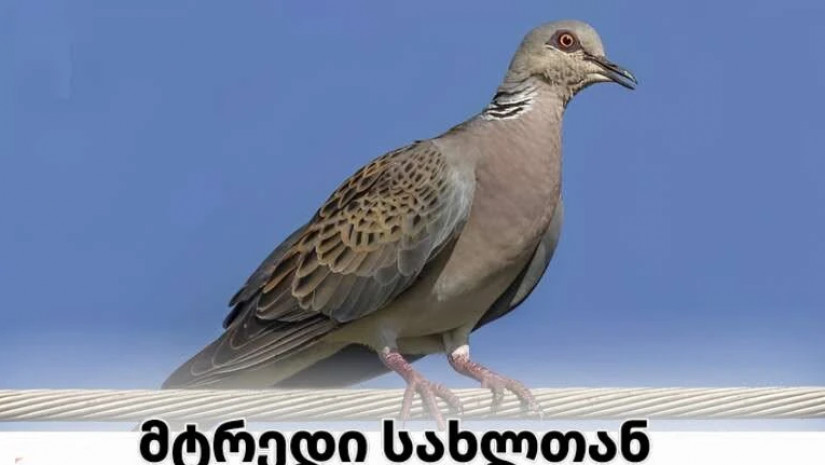 მტრედი სახლთან