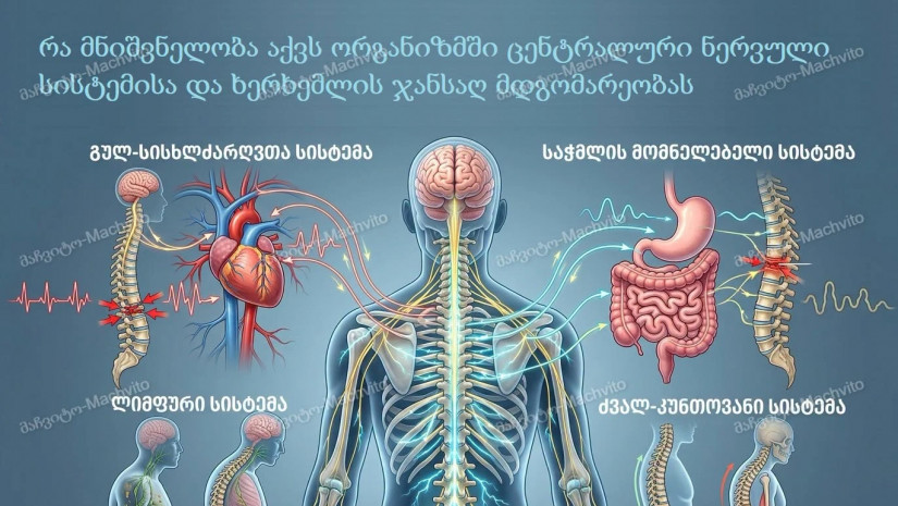 ხერხემალი ხერხემალი