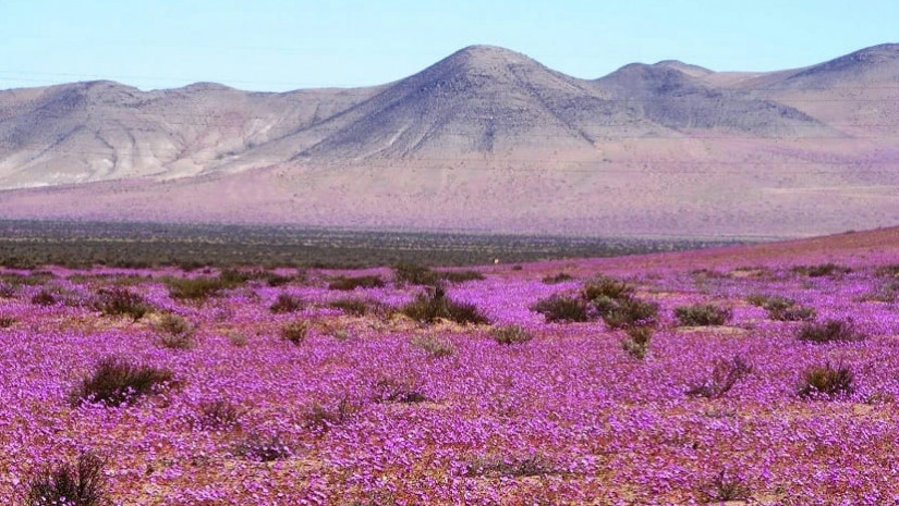 ელ ნინიოელ ნინიო
